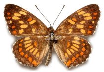 CHLOSYNE THEONA MULLINSI 